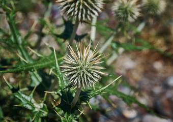 Echinops chantavicus