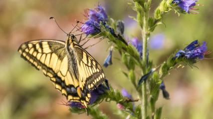 Macro of swallowtail butterfly on branch