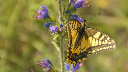 Macro of swallowtail butterfly on branch