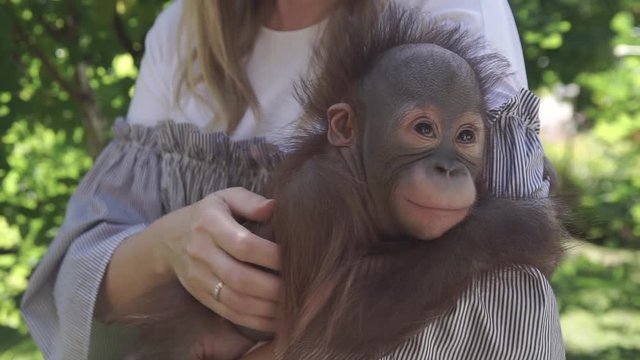 A woman holds the hands of chimps