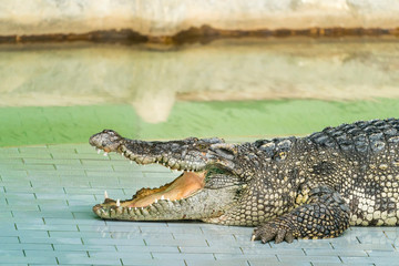 Crocodile by water