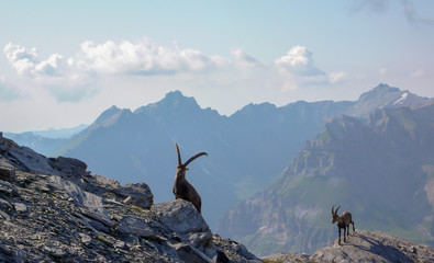 mature ibex and young ibex mountain goat following along a rocky mountain ridge with a view