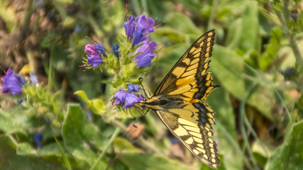 Macro of swallowtail butterfly on branch