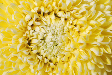 CHRYSANTEMUM AMARILLO