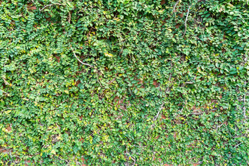 Background of Velcro green plant climbing on red wall
