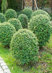 green coniferous shrubs shorn by round shape