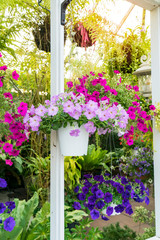 Fototapeta na wymiar petunias flowers in hanging flower pot at sunrise.