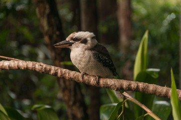 Kookaburra