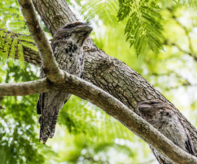 Frogmouth Australia