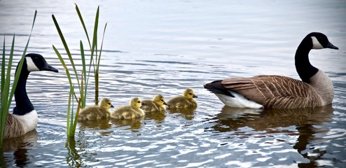canadian goose and goslings swimming 