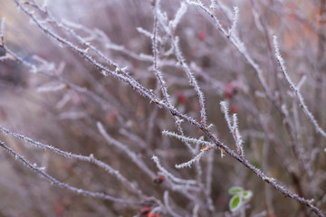 rosehip, frosted in the cold