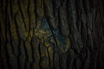 tree bark 