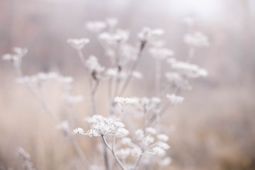 frozen dry grass