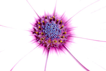 DIMORPHOTECA  U OSTEOSPERMUM