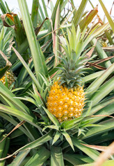 Pineapple fruit on the plantation farm