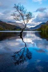 Foto auf Acrylglas Einsamer Baum in Llanberis, Snowdonia-Nationalpark - Wales, Vereinigtes Königreich © Lukassek