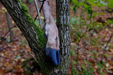 single deer hoof or paw found in the wood