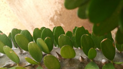 cactus in the garden