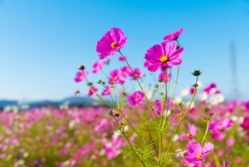 ピンクのコスモス