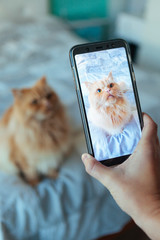 woman taking a picture of her cat at home