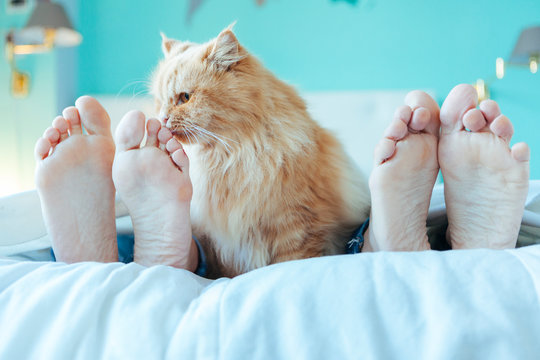 Meowza! How Cats Improve Our Mental Health and Well-being