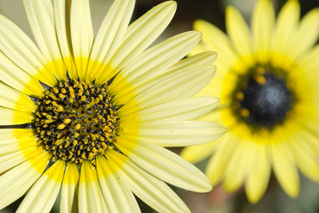 MACRO DE MARGARITAS AMARILLAS