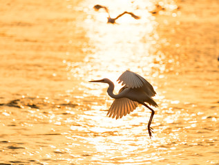 egrets play in sunset