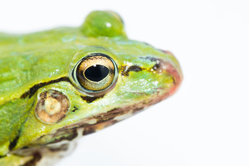 portrait of a green frog isolated on a white background