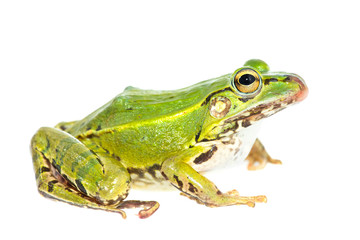 portrait of a green frog isolated on a white background