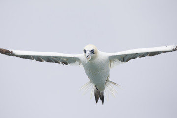A Northern gannet (Morus bassanus) flying with plastic pollution cut in its beak at the North Sea.