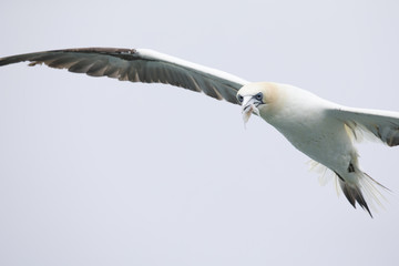 A Northern gannet (Morus bassanus) flying with plastic pollution cut in its beak at the North Sea.