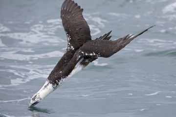 A juvenile Northern gannet (Morus bassanus) diving with high speed for fish far out in the North Sea.