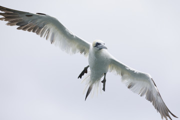 A Northern gannet (Morus bassanus) in flight hunting for fish far out in the North Sea.