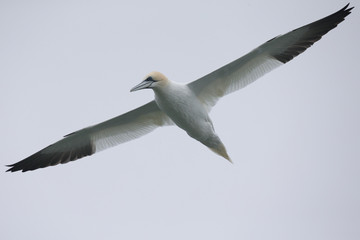 A Northern gannet (Morus bassanus) in flight hunting for fish far out in the North Sea.