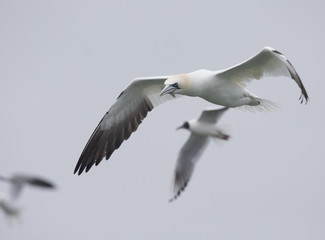 A Northern gannet (Morus bassanus) in flight hunting for fish far out in the North Sea.