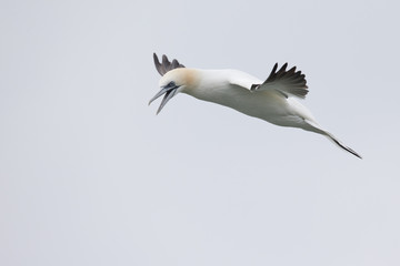 Fototapeta na wymiar A Northern gannet (Morus bassanus) in flight hunting for fish far out in the North Sea.