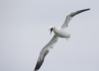 A Northern gannet (Morus bassanus) ready to dive for fish far out in the North Sea.