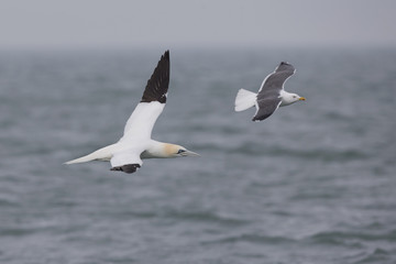 A Northern gannet (Morus bassanus) in flight next to lesser-backed gull hunting for fish far out in the North Sea.