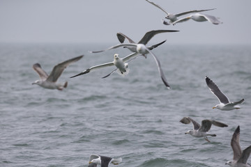 A Northern gannet (Morus bassanus) in flight between a group of seagulls hunting for fish far out in the North Sea.