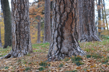 Obraz premium pine tree trunks in the autumn forest