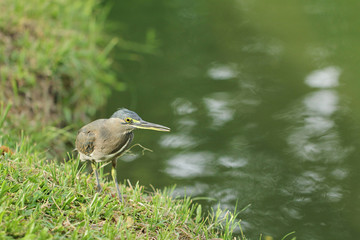 Bird walking beside the lake 