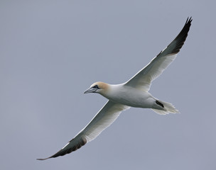 A Northern gannet (Morus bassanus) in flight hunting for fish far out in the North Sea.