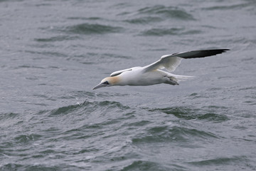 A Northern gannet (Morus bassanus) diving with high speed for fish far out in the North Sea.