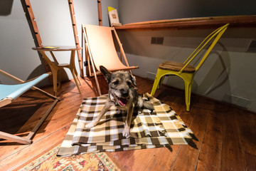 Mini Irish Wolfhound lies on a checkered rug in a cafe
