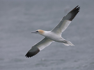Fototapeta na wymiar A Northern gannet (Morus bassanus) in flight hunting for fish far out in the North Sea.