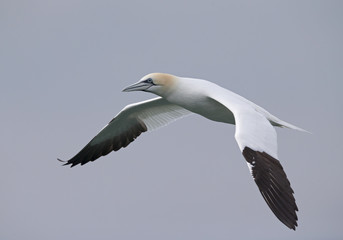 A Northern gannet (Morus bassanus) in flight hunting for fish far out in the North Sea.
