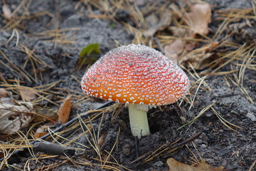amanita in the autumn forest