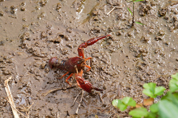 小川のザリガニ