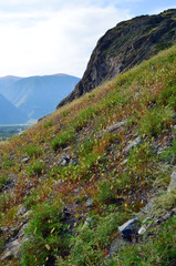 Mountain slope covered with grass. The valley of the river Chulyshman, Altai