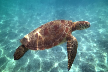Espèce en danger critique d& 39 extinction eretmochelys imbricata tortue imbriquée nageant dans l& 39 eau turquoise, petite terre, guadeloupe, antilles françaises.
